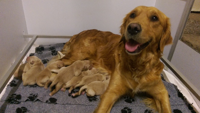 Naissance des chiots de Harwen